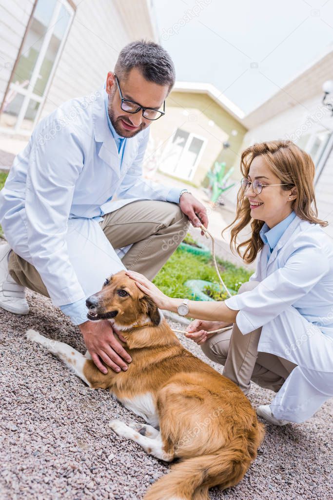 two smiling veterinarians palming dog on yard at veterinary clinic