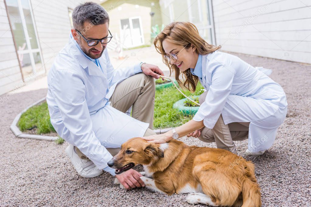two veterinarians palming dog on yard at veterinary clinic