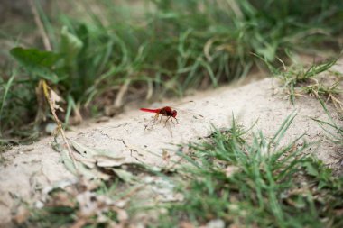 selective focus of red dragonfly on ground near grass clipart