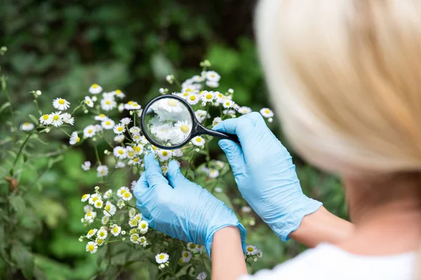 Bijgesneden Afbeelding Van Vrouwelijke Wetenschapper Latex Handschoenen Kijkend Naar Chamomiles — Stockfoto