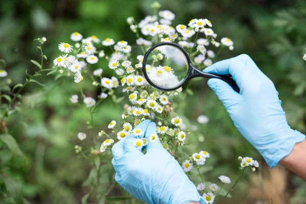 Cropped Image Female Scientist Latex Gloves Looking Chamomiles Magnifier — Stock Photo, Image