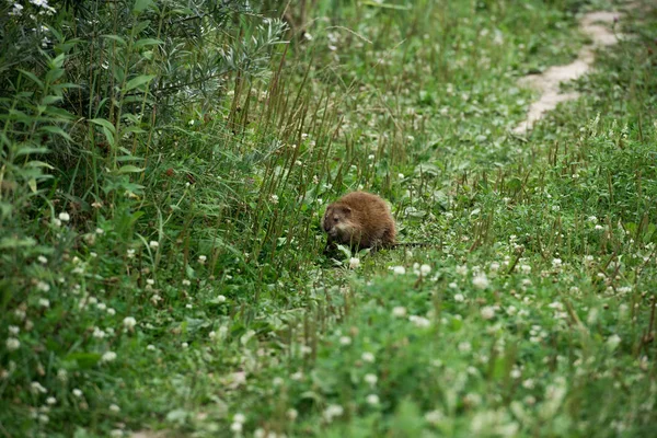 Selektiver Fokus Der Braunen Ondatra Auf Der Grünen Wiese — kostenloses Stockfoto