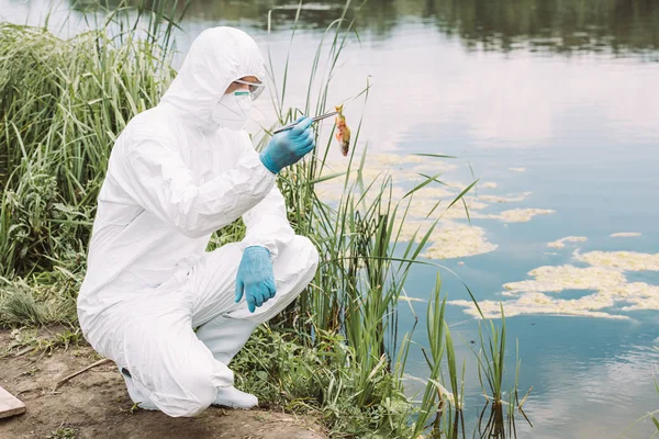 male scientist in protective suit and mask holding fish by tweezers near river