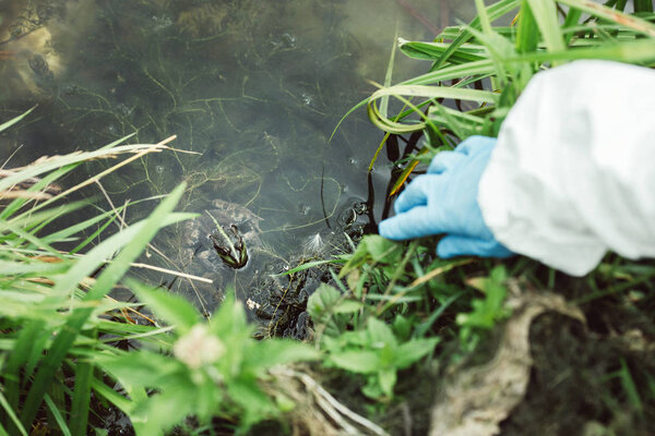 cropped image of male scientist looking at frog in water outdoors 
