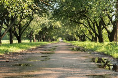 Asfalt yol bahçesinde bulunan yeşil ağaçlar