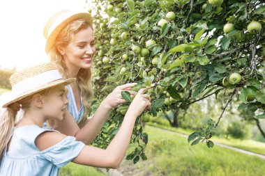 çekici anne ve sevimli kızı güneş ışığı ile bahçede elma toplama