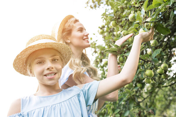 smiling mother and daughter picking apples in orchard with sunlight