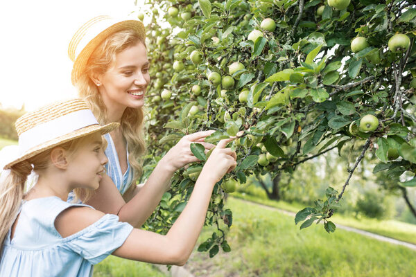 attractive mother and adorable daughter picking apples in garden with sunlight