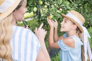 Sarışın Anne ve kızı meyve bahçesinde yeşil elma toplama