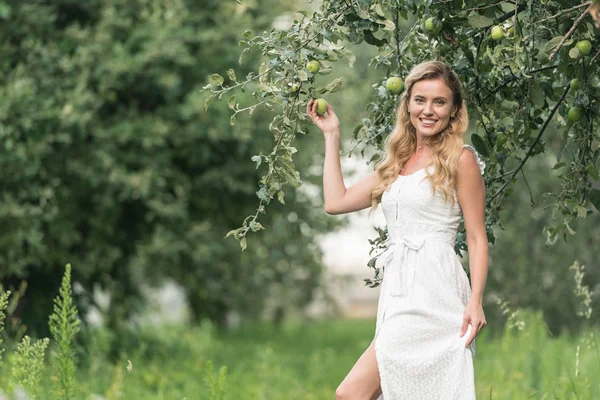 Cheerful Attractive Woman White Dress Posing Apple Orchard — Free Stock Photo