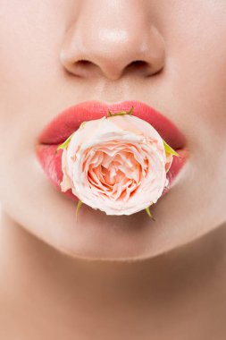 Kırpılan görünümünü üzerinde beyaz izole dudaklar, pembe gül çiçek tutan kadın