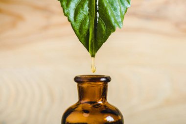 close up of essential oil dripping from leaf into glass bottle isolated on beige clipart