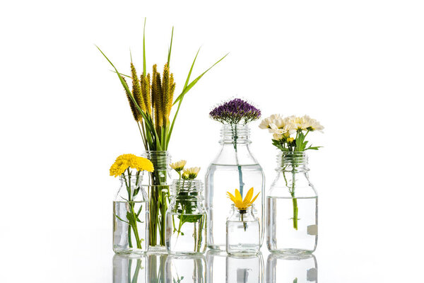 glass jars with flowers and plants isolated on white, alternative medicine concept