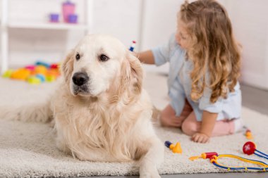 çok güzel çocuk hayvan hastalıklarıyla ilgili ve altın inceleyerek retriever çocuk odasında gibi davranarak seçici odak
