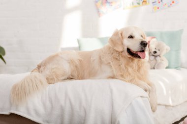golden retriever dog lying on bed in children room clipart