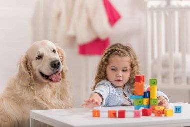 Çocuk odası tablosunda yakın oturan golden retriever eğitim küpleri ile oynarken kıvırcık saçlı sevimli çocuk