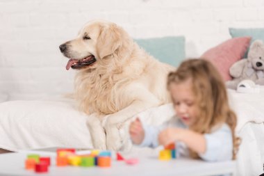 Çocuk odası yatakta yatan golden retriever köpek eğitim küpleri ile oynayan sevimli çocuk