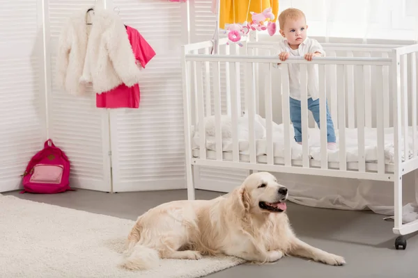 Adorable Kid Standing Crib Golden Retriever Lying Floor Children Room — Free Stock Photo