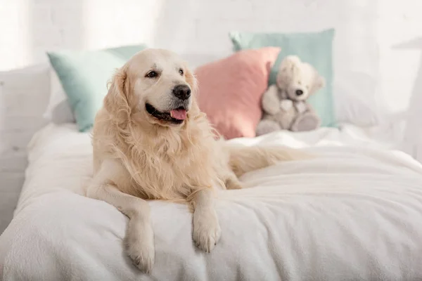 可爱的金毛猎犬狗躺在床上的儿童房 — 图库照片