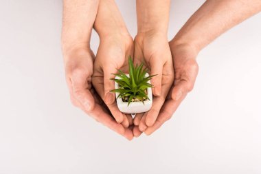 cropped view of woman and man holding soil with plant isolated on white, earth day concept