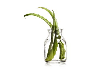 Beyaz izole cam stüdyo çekim sulu aloe vera bırakır