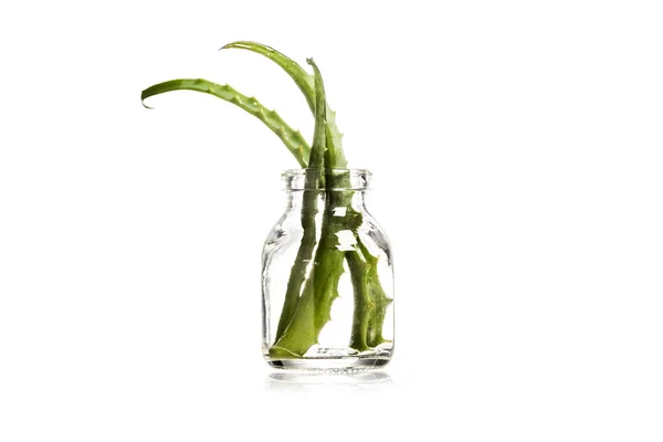 Studio Shot Succose Foglie Aloe Vera Vaso Vetro Isolato Bianco — Foto Stock