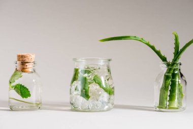 Cam kaplar aloe vera ve nane ile stüdyo çekim