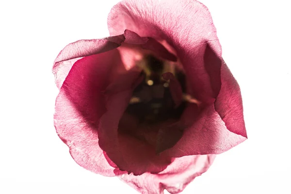 Nahaufnahme Von Lila Blume Isoliert Auf Weiß — Stockfoto