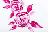 Pohled shora akvarel růžové květy s listy na bílém pozadí 