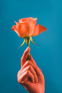cropped view of coral colored female hand with coral rose on blue background, color of 2019 concept clipart