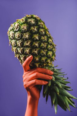 mercan olgun ananas meyve mor arka plan, renk 2019 kavramının üzerinde el renkli