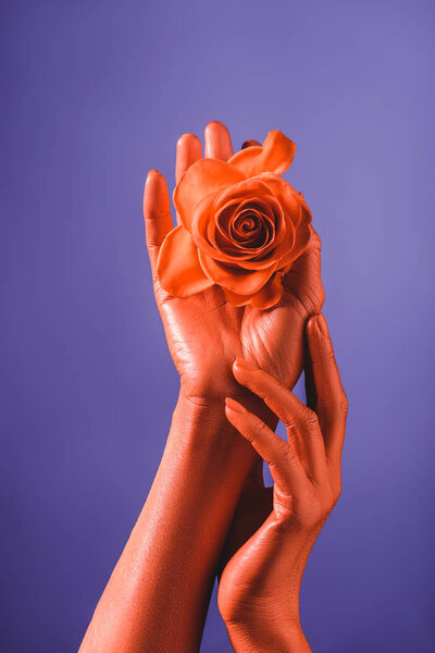 cropped view of woman with coral colored hands holding coral rose on violet background,  color of 2019 concept