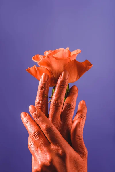 Частичный Вид Женщины Коралловыми Ручками Держащей Коралловую Розу Фиолетовом Фоне — стоковое фото