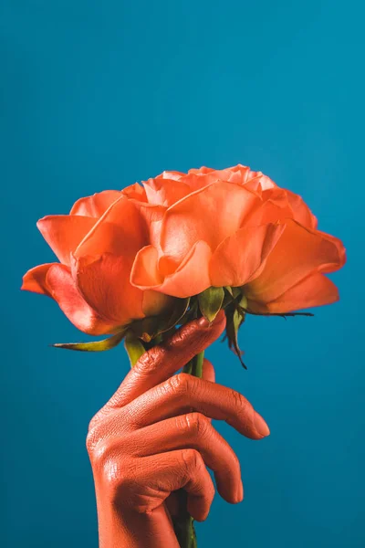 Teilansicht Einer Frau Mit Korallenfarbenen Händen Die Korallenrosen Auf Blauem — Stockfoto