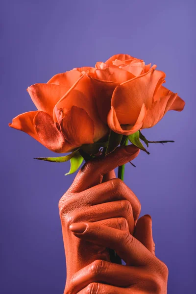 Partial View Woman Coral Colored Hands Holding Coral Roses Violet — Stock Photo, Image