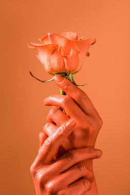 partial view of female holding coral rose flower on coral background, color of 2019 concept clipart