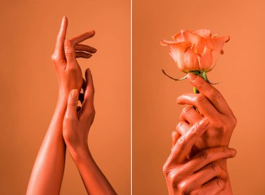 cropped view of female hands and coral rose on separated coral background, color of 2019 concept clipart