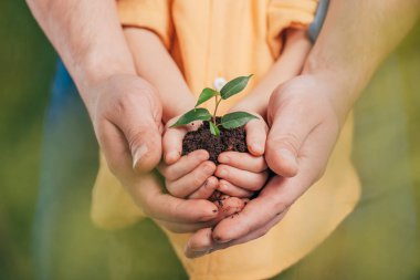 selective focus of man holding kid hands with young plant on blurred background, earth day concept clipart