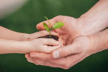cropped view of man holding child hands with young plant on blurred background, earth day concept clipart
