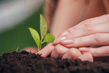 kadın ve çocuk seçici odak bulanık arka plan, dünya gün kavramı üzerinde dikim genç bitki eller