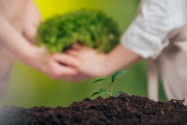 selective focus of growing young plant, and woman and child holding plant on blurred background, earth day concept clipart