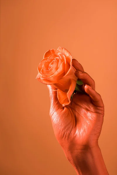 裁剪的看法的妇女举行珊瑚玫瑰花在珊瑚背景上 色调2019年的概念 — 图库照片