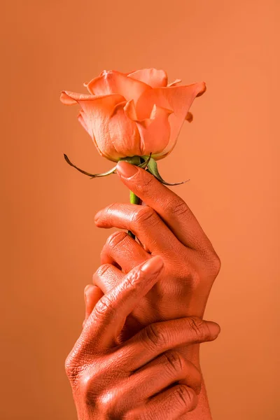 Vista Parcial Mujer Sosteniendo Flor Rosa Coral Sobre Fondo Coral —  Fotos de Stock