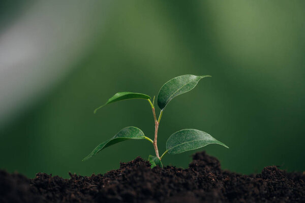 close up of young green plant in ground on blurred background, earth day concept