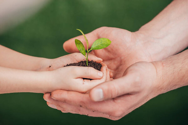 обрезанный вид человека, держащего ребенка за руки с молодым растением на размытом фоне, концепция Дня Земли
