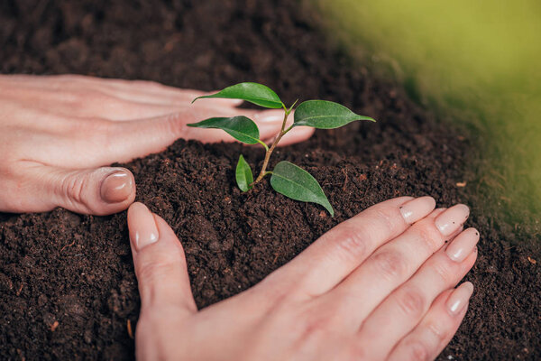 selective focus of woman planting young green plant on blurred background, earth day concept
