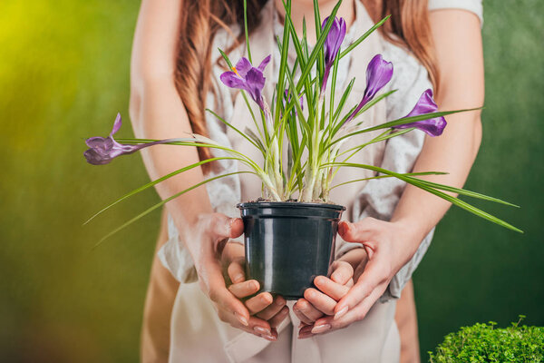 partial view of woman and child holding flower pot with blossoming crocus on blurred background, earth day concept