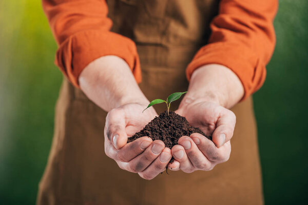 селективное внимание человека, держащего молодое зеленое растение на размытом фоне, концепция Дня Земли
