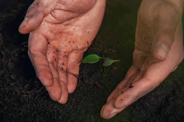 Teilansicht Des Menschen Der Junge Grüne Pflanze Die Erde Pflanzt — Stockfoto