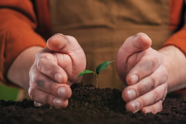 Selektivt Fokus Man Plantera Ung Grön Växt Earth Day Koncept — Stockfoto